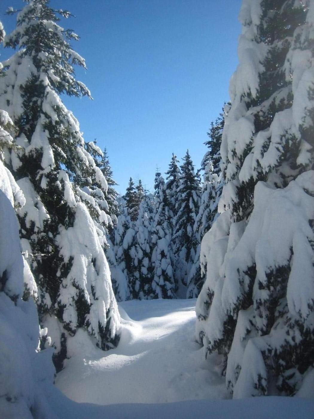 Suite Chalet Ponte Di Legno Room photo